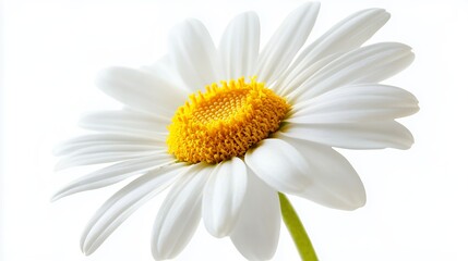 Naklejka premium Closeup White Daisy Flower with Yellow Center on White Background