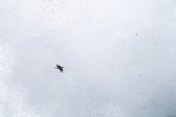 飛び立つ美しいイソヒヨドリ（ヒタキ科）
英名、学名：Blue Rock Thrush (Monticola solitarius)
打ち寄せる白波。
式根島の美しい海際露天風呂、地鉈温泉。
60mの断崖絶壁を降りてたどり着くワイルドな野湯である。
90度の源泉が小川となって潮溜まりに注ぎ込む。
海水と温泉が混ざって適温になった場所を探して入るシステム。

東京都伊豆諸島式根島-2024
