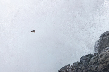 飛び立つ美しいイソヒヨドリ（ヒタキ科）
英名、学名：Blue Rock Thrush...