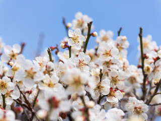 梅の花　晴れた春の日08