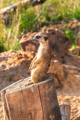 Meerkat, Suricata suricatta, on hind legs. Portrait of meerkat standing on hind legs with alert expression. Portrait of a funny meerkat sitting on its hind legs.