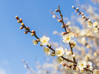 梅の花　晴れた春の日21