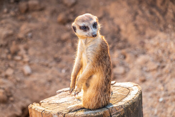 Meerkat, Suricata suricatta, on hind legs. Portrait of meerkat standing on hind legs with alert expression. Portrait of a funny meerkat sitting on its hind legs.
