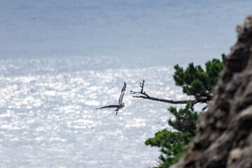 飛翔する美しいアオサギ（サギ科）
英名学名：Grey Heron (Ardea...