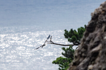 Obraz premium 飛翔する美しいアオサギ（サギ科） 英名学名：Grey Heron (Ardea cinerea) 式根島の美しい海際露天風呂、地鉈温泉。 60mの断崖絶壁を降りてたどり着くワイルドな野湯である。 90度の源泉が小川となって潮溜まりに注ぎ込む。 海水と温泉が混ざって適温になった場所を探して入るシステム。東京都伊豆諸島式根島-2024 
