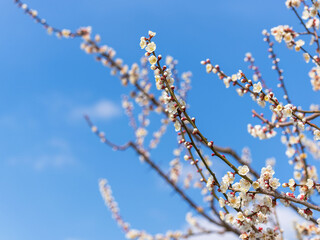 梅の花　晴れた春の日29