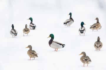 Many Mallard ducks on the frozen lake in winter time.