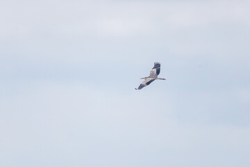 飛翔する美しいアオサギ（サギ科）
英名学名：Grey Heron (Ardea cinerea)
式根島の美しい海際露天風呂、地鉈温泉。
60mの断崖絶壁を降りてたどり着くワイルドな野湯である。
90度の源泉が小川となって潮溜まりに注ぎ込む。
海水と温泉が混ざって適温になった場所を探して入るシステム。

東京都伊豆諸島式根島-2024
