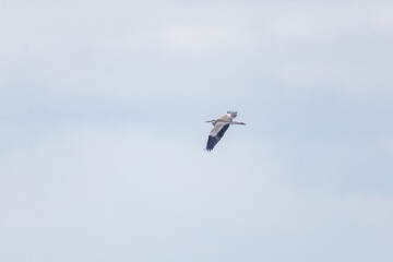 飛翔する美しいアオサギ（サギ科）
英名学名：Grey Heron (Ardea cinerea)
式根島の美しい海際露天風呂、地鉈温泉。
60mの断崖絶壁を降りてたどり着くワイルドな野湯である。
90度の源泉が小川となって潮溜まりに注ぎ込む。
海水と温泉が混ざって適温になった場所を探して入るシステム。

東京都伊豆諸島式根島-2024
