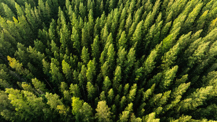 aerial view of dark green forest Abundant natural ecosystems of rainforest. Concept of nature forest preservation and reforestation