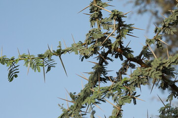 Gum arabic tree closeup. Selective focus. Babul. Vachellia nilotica. Acacia nilotica. thorn mimosa. Egyptian acacia. thorny acacia.
