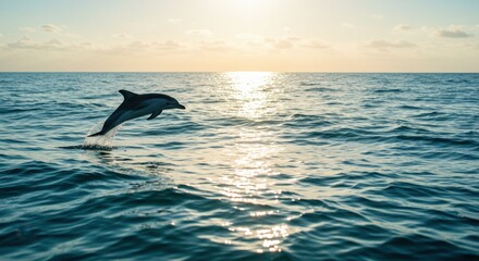 Fototapeta premium Dolphin Leaping at Sunset: A Majestic Ocean Moment Captured in Golden Light