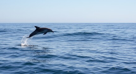 Fototapeta premium Striped Dolphin Leaping Gracefully Over Ocean Waves A Stunning Wildlife Photography Exhibiting Breathtaking Ocean Scene