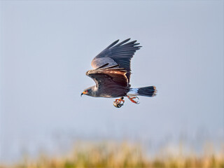 Snail Kite (Rostrhamus sociabilis) flying with apple snail in its beak