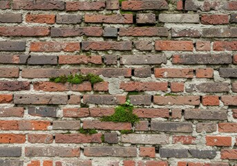 Obraz premium Aged Brick Wall with Mossy Growth