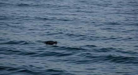 Obraz premium Solitary Sea Turtle Navigating the Deep Blue Ocean Waters