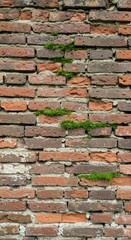 Fototapeta premium Aged Brick Wall with Mossy Growth