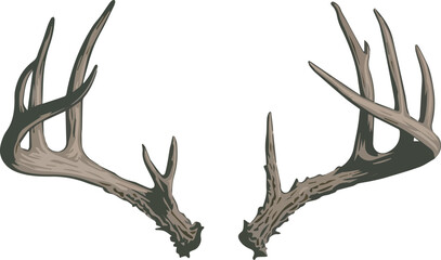 deer antlers on white background