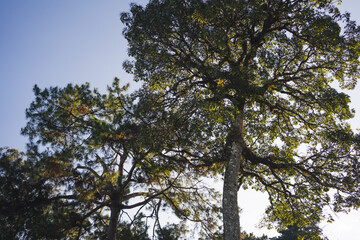 landscape and travel concept with sunlight and large tree on mountain