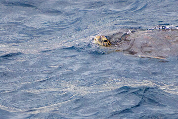 息継ぎをするためにゆったり泳ぐ美しく大きなアオウミガメ（ウミガメ科）。
英名学名：green sea turtle, Chelonia mydas
利島の利島港に入港する東海汽船さるびあ丸
東海汽船東京湾〜伊豆諸島航路のさるびあ丸船上-2024

