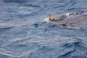 息継ぎをするためにゆったり泳ぐ美しく大きなアオウミガメ（ウミガメ科）。
英名学名：green sea turtle, Chelonia mydas
利島の利島港に入港する東海汽船さるびあ丸
東海汽船東京湾〜伊豆諸島航路のさるびあ丸船上-2024
