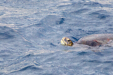 息継ぎをするためにゆったり泳ぐ美しく大きなアオウミガメ（ウミガメ科）。
英名学名：green sea turtle, Chelonia mydas
利島の利島港に入港する東海汽船さるびあ丸
東海汽船東京湾〜伊豆諸島航路のさるびあ丸船上-2024
