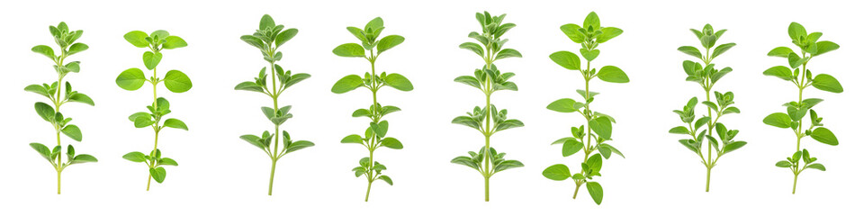 Fototapeta premium Marjoram and Oregano Sprigs Side-by-Side, Cut Out Set