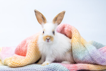 Lovely bunny easter fluffy baby rabbit playing on beautiful pastel colorful blanket on white...