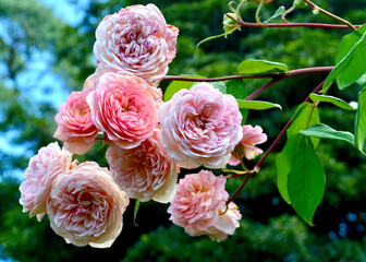 A closeup of beautiful pink blooms in a sunny garden.