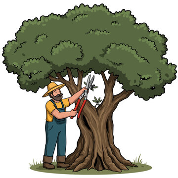 recommend clip art: Gardener Pruning Olive Tree with Shears in Agricultural Setting