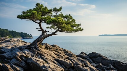 cliffside small pine tree