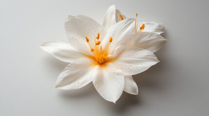 Close-up of a white lily with orange center and yellow stamens