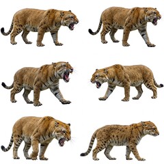 Obraz premium Big cats isolated on white background 