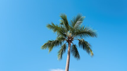 Obraz premium fronds palm trees sky