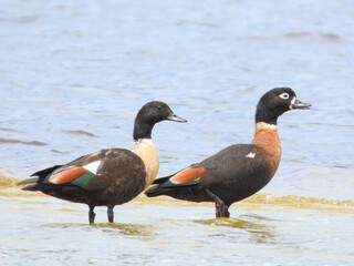 Australian Shelduck (Tadorna tadornoides) in Australia