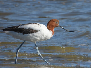 Red-necked Avocet Feeding in Western Australia