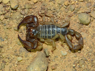 Wood Scorpion in Western Australia