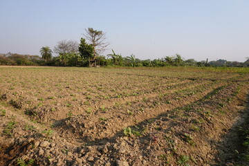 Obraz premium Tiny potato plants are planted in the agricultural field with tunnels