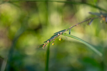 Leafflower, Shatterstone, Gripeweed, Chamber Bitter, Commonly found in tropical