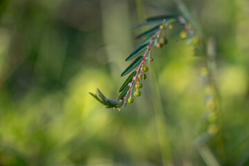 Leafflower, Shatterstone, Gripeweed, Chamber Bitter. Phyllanthus urinaria