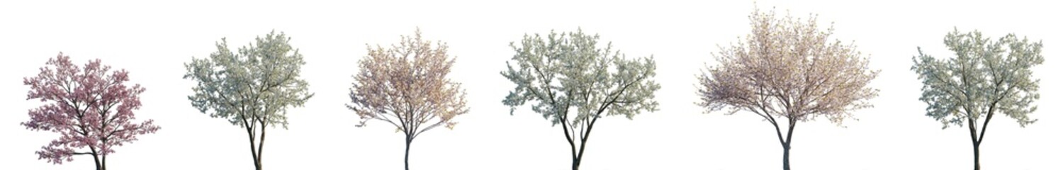 Cherry trees sakura blossoming isolated png on a transparent background premium cutout (Prunus cerasus, Prunus avium, Prunus serrulata, Cornus florida)