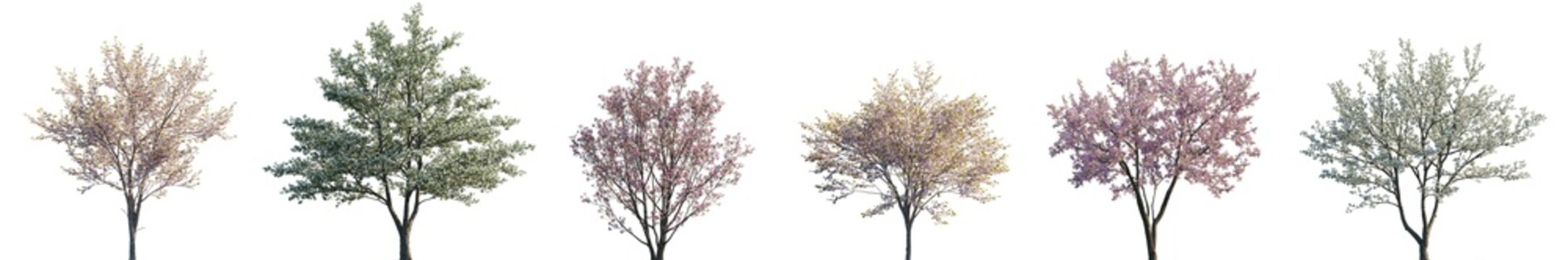 Cherry trees sakura blossoming isolated png on a transparent background premium cutout (Prunus cerasus, Prunus avium, Prunus serrulata, Cornus florida)