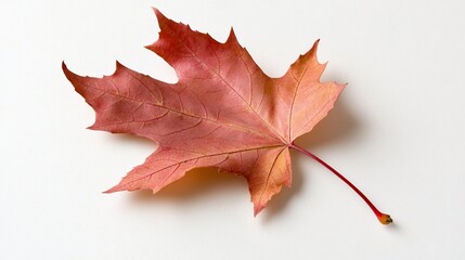 Crimson maple leaf, detail on white. Autumn foliage, close-up