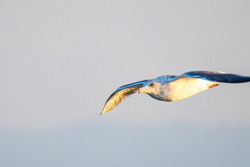飛翔する美しいセグロカモメ（カモメ科）
英名学名：Black-headed gull (family comprising the gulls)
東海汽船東京湾〜伊豆諸島航路のさるびあ丸船上にて。
2024
