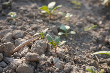 The seedlings of Common Purslane are on the soil