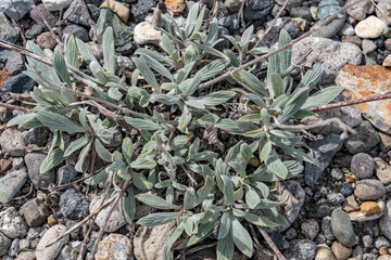 Phacelia hastata, flowering plant in the borage family, Boraginaceae. silverleaf scorpionweed, silverleaf phacelia, and white-leaf phacelia. Sedge Bay, Yellowstone National Park in Wyoming

