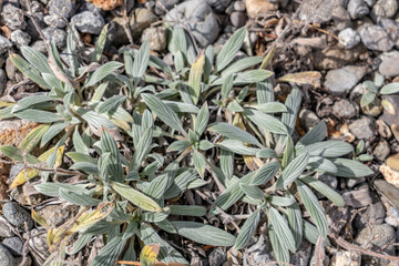 Phacelia hastata, flowering plant in the borage family, Boraginaceae. silverleaf scorpionweed, silverleaf phacelia, and white-leaf phacelia. Sedge Bay, Yellowstone National Park in Wyoming

