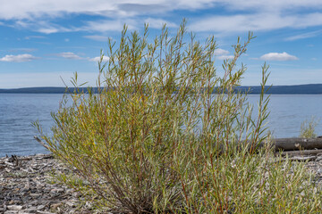 Salix exigua, sandbar willow, narrowleaf willow, or coyote willow. Sedge Bay, Yellowstone National...
