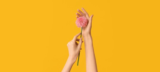 Woman's hands holding fresh dahlia flower on yellow background