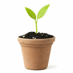 Young Green Plant Growing in Clay Pot with Dark Soil